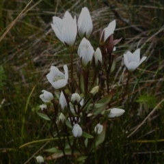 Gentianella muelleriana subsp. jingerensis (Mueller's Snow-gentian) at Cotter River, ACT - 14 Apr 2023 by JohnBundock