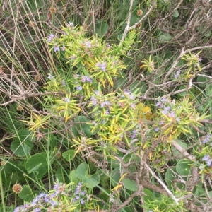 Rosmarinus officinalis at Long Beach, NSW - 23 Jan 2022