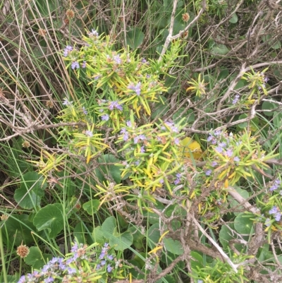 Rosmarinus officinalis (Rosemary) at Long Beach, NSW - 22 Jan 2022 by natureguy