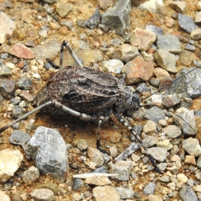 Acripeza reticulata (Mountain Katydid) at Namadgi National Park - 14 Apr 2023 by JohnBundock