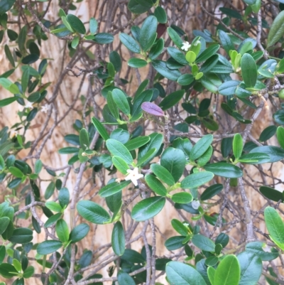 Alyxia buxifolia (Sea Box) at Long Beach, NSW - 22 Jan 2022 by natureguy