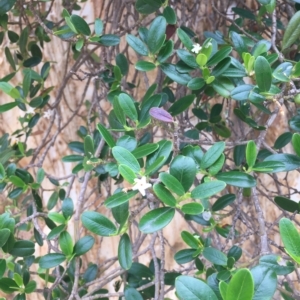 Alyxia buxifolia at Long Beach, NSW - 23 Jan 2022