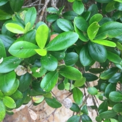 Alyxia buxifolia at Long Beach, NSW - 23 Jan 2022 10:48 AM