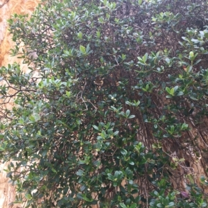 Alyxia buxifolia at Long Beach, NSW - 23 Jan 2022 10:48 AM
