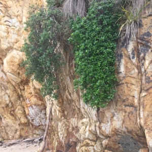 Alyxia buxifolia at Long Beach, NSW - 23 Jan 2022