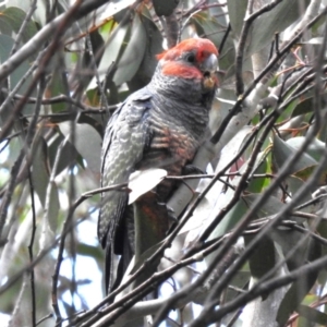 Callocephalon fimbriatum at Cotter River, ACT - suppressed