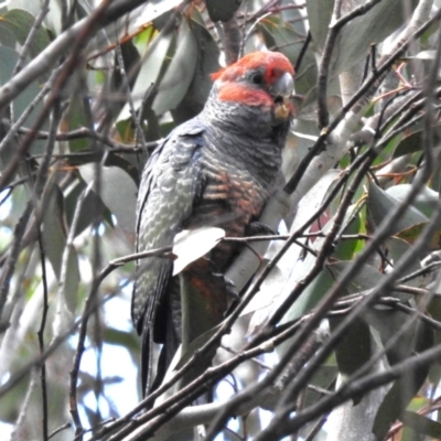 Callocephalon fimbriatum (Gang-gang Cockatoo) at Cotter River, ACT - 14 Apr 2023 by JohnBundock