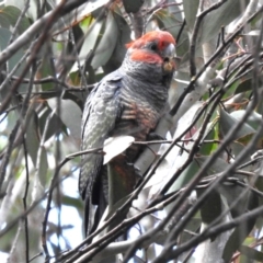Callocephalon fimbriatum (Gang-gang Cockatoo) at Namadgi National Park - 14 Apr 2023 by JohnBundock