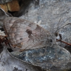 Geitoneura klugii (Marbled Xenica) at Namadgi National Park - 14 Apr 2023 by JohnBundock