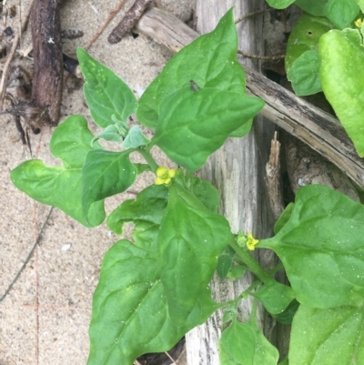 Tetragonia tetragonoides (Native Spinach, New Zealand Spinach) at Long Beach, NSW - 23 Jan 2022 by natureguy