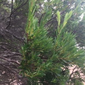 Leucopogon parviflorus at Long Beach, NSW - 23 Jan 2022 10:54 AM