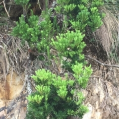 Leucopogon parviflorus at Long Beach, NSW - 23 Jan 2022 10:54 AM