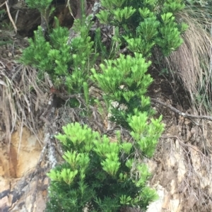 Leucopogon parviflorus at Long Beach, NSW - 23 Jan 2022