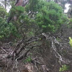 Leucopogon parviflorus at Long Beach, NSW - 23 Jan 2022 10:54 AM