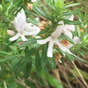 Westringia fruticosa at Long Beach, NSW - 23 Jan 2022 10:50 AM