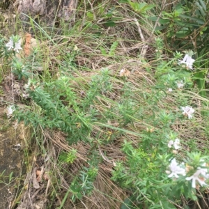 Westringia fruticosa at Long Beach, NSW - 23 Jan 2022