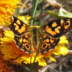 Oreixenica lathoniella at Cotter River, ACT - 14 Apr 2023