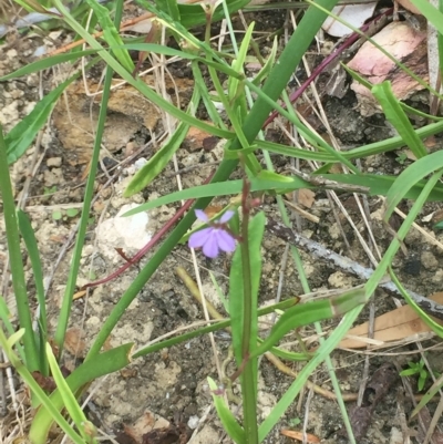 Scaevola ramosissima (Hairy Fan-flower) at Long Beach, NSW - 23 Jan 2022 by natureguy