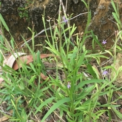 Scaevola ramosissima at Long Beach, NSW - 23 Jan 2022