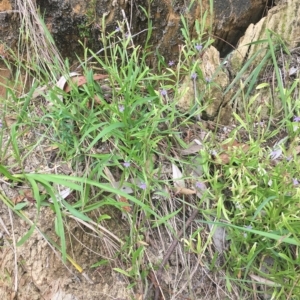 Scaevola ramosissima at Long Beach, NSW - 23 Jan 2022