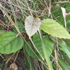 Cissus antarctica (Water Vine, Kangaroo Vine) at Long Beach, NSW - 22 Jan 2022 by natureguy