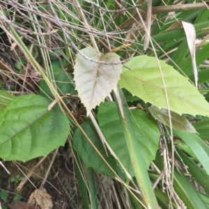 Cissus antarctica at Long Beach, NSW - 23 Jan 2022