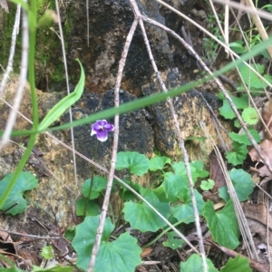 Viola banksii at Long Beach, NSW - 23 Jan 2022