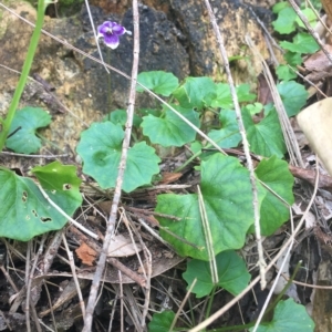 Viola banksii at Long Beach, NSW - 23 Jan 2022