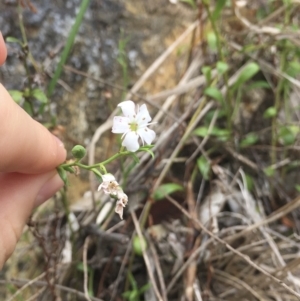 Samolus repens at Long Beach, NSW - 23 Jan 2022