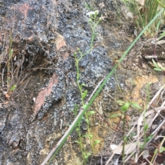 Samolus repens at Long Beach, NSW - 23 Jan 2022 10:51 AM