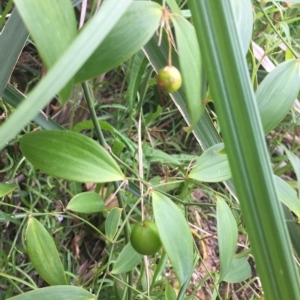 Eustrephus latifolius at Long Beach, NSW - 23 Jan 2022 10:51 AM