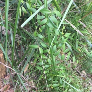 Eustrephus latifolius at Long Beach, NSW - 23 Jan 2022 10:51 AM