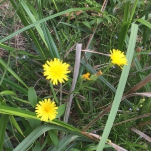 Hypochaeris radicata at Long Beach, NSW - 23 Jan 2022