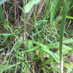 Hypochaeris radicata at Long Beach, NSW - 23 Jan 2022