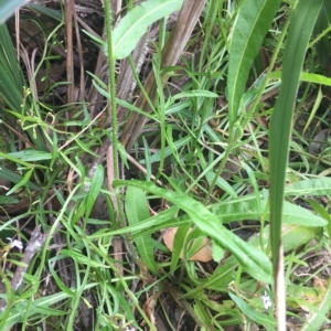 Hypochaeris radicata at Long Beach, NSW - 23 Jan 2022 10:52 AM