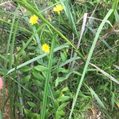 Hypochaeris radicata at Long Beach, NSW - 23 Jan 2022 10:52 AM