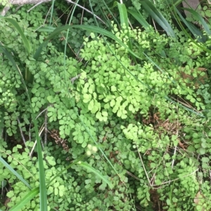 Adiantum aethiopicum at Long Beach, NSW - suppressed