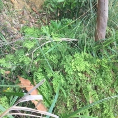 Adiantum aethiopicum at Long Beach, NSW - 23 Jan 2022