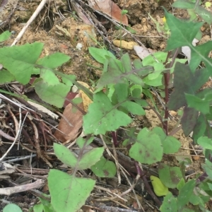 Sonchus oleraceus at Long Beach, NSW - 23 Jan 2022