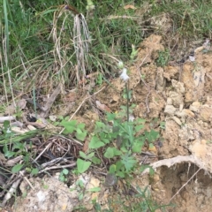 Sonchus oleraceus at Long Beach, NSW - 23 Jan 2022