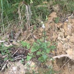Sonchus oleraceus at Long Beach, NSW - 23 Jan 2022 10:52 AM