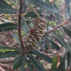 Banksia integrifolia subsp. integrifolia at Long Beach, NSW - 23 Jan 2022