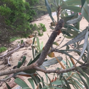 Banksia integrifolia subsp. integrifolia at Long Beach, NSW - 23 Jan 2022