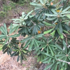 Banksia integrifolia subsp. integrifolia at Long Beach, NSW - 23 Jan 2022