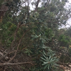 Banksia integrifolia subsp. integrifolia at Long Beach, NSW - 23 Jan 2022