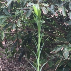 Lilium formosanum (Taiwan Lily, Tiger Lily) at Long Beach, NSW - 23 Jan 2022 by natureguy