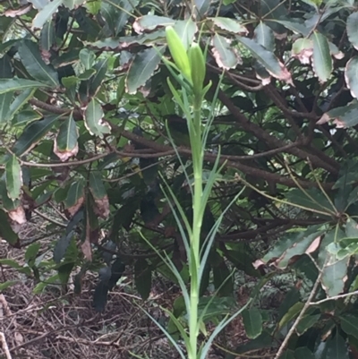 Lilium formosanum (Taiwan Lily, Tiger Lily) at Long Beach, NSW - 23 Jan 2022 by natureguy