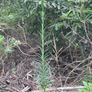 Lilium formosanum at Long Beach, NSW - 23 Jan 2022 10:55 AM