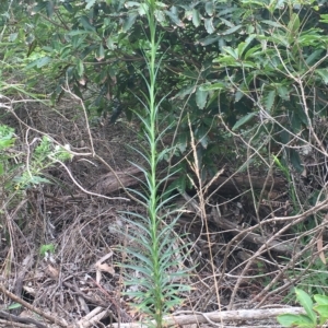 Lilium formosanum at Long Beach, NSW - 23 Jan 2022