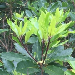 Pittosporum undulatum (Sweet Pittosporum) at Long Beach, NSW - 22 Jan 2022 by natureguy